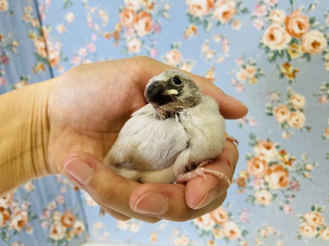 シックで上品なお色に変身していくよ❤︎*ˊᵕˋ シルバー文鳥のヒナちゃん🫧