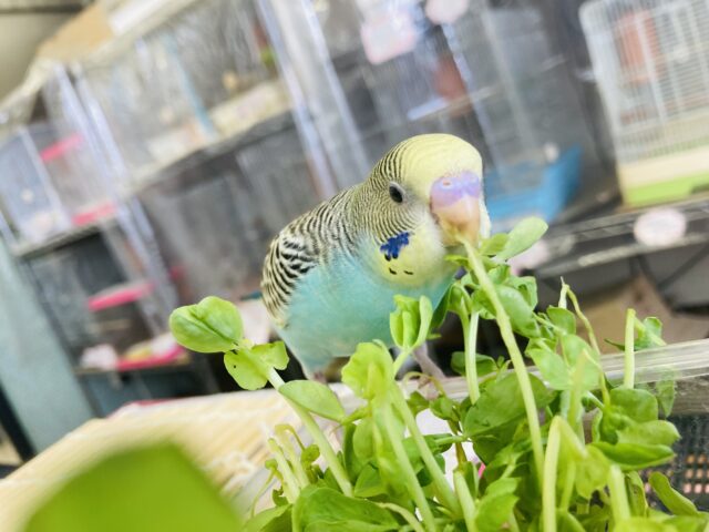 セキセイインコ