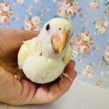 かわいくてかわいくて💛*ˊᵕˋ 手乗りコザクラインコ(クリームルチノー)さん🌼