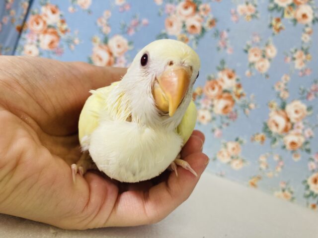 かわいくてかわいくて💛*ˊᵕˋ 手乗りコザクラインコ(クリームルチノー)さん🌼