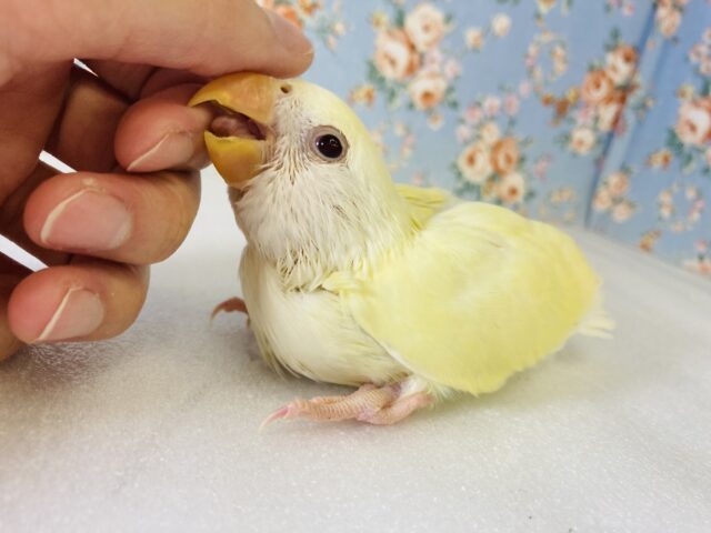 コザクラインコ（小桜インコ）