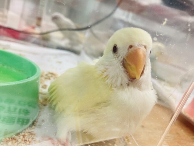 コザクラインコ（小桜インコ）