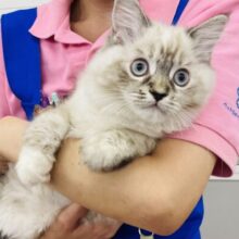 最新画像🌟新たな時代に誘われて…ネヴァマスカレード優雅に入舎！