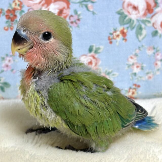 コザクラインコ（小桜インコ）
