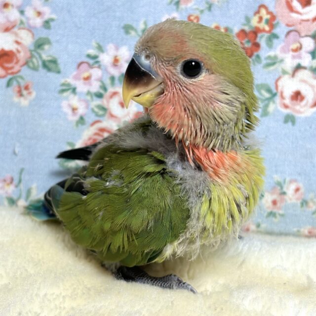 コザクラインコ ノーマル ‪💚☘️🍏🍃🍎‪