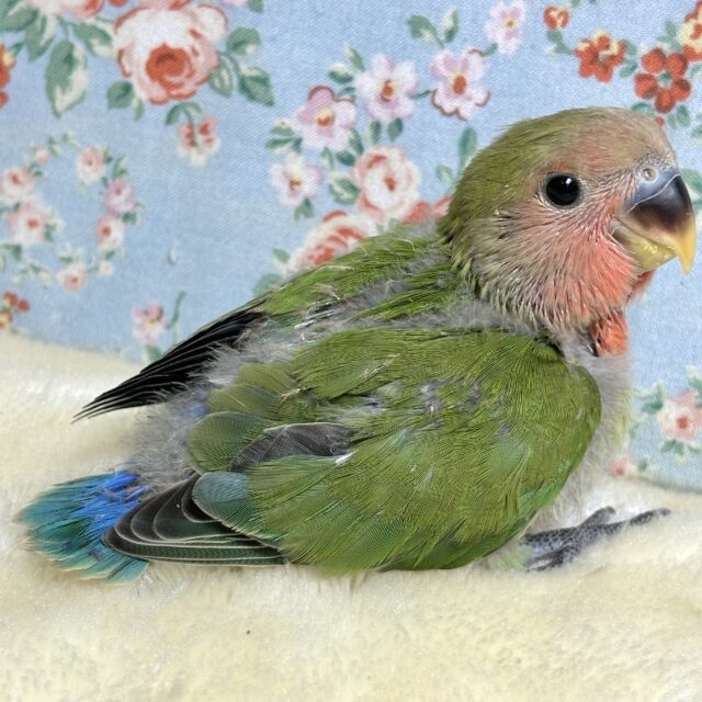 コザクラインコ（小桜インコ）