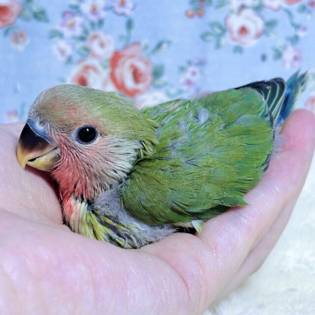 ◆インコ◆ お取り寄せ商品】小鳥の遊び場 フォージングボール MLP-131