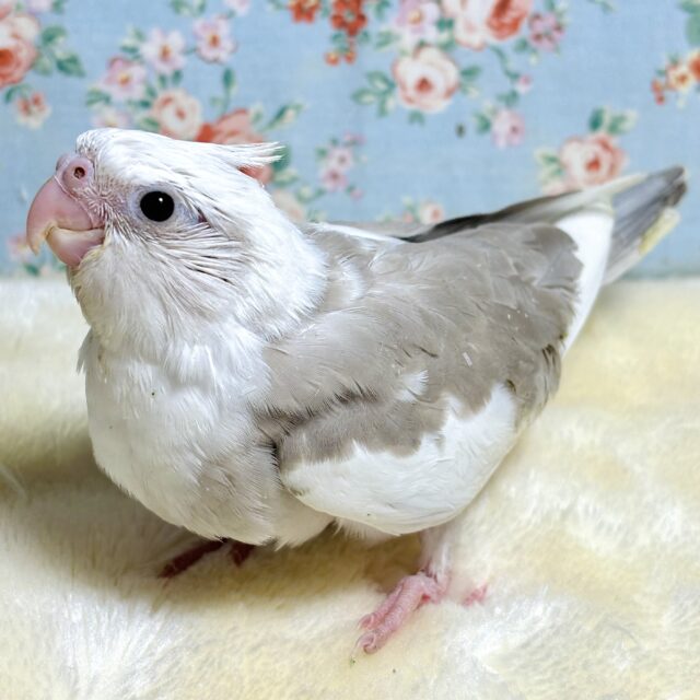 オカメインコ