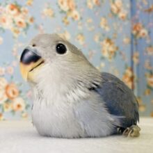 モチっとコザッ💜°˖✧ 激かわです🫧 手のりコザクラインコ(バイオレット)さん🌟