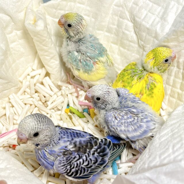 肌寒い季節、心温めてくれるセキセイインコちゃんず(∩´θ`∩)💕