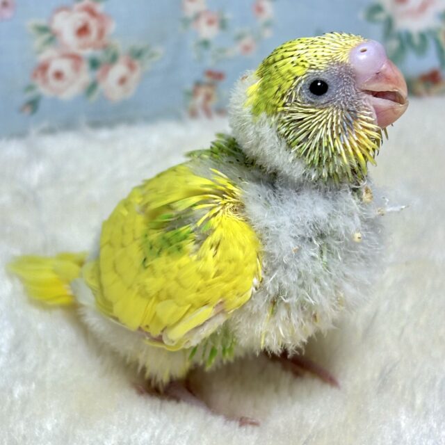 セキセイインコ