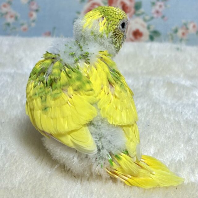 セキセイインコ