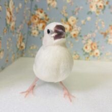 最新画像🌟モチモチ餅文鳥❤︎*ˊᵕˋ かわいいシルバー文鳥のヒナちゃんです🫧