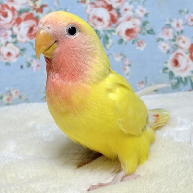 コザクラインコ（小桜インコ）