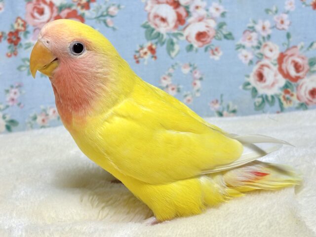 コザクラインコ（小桜インコ）