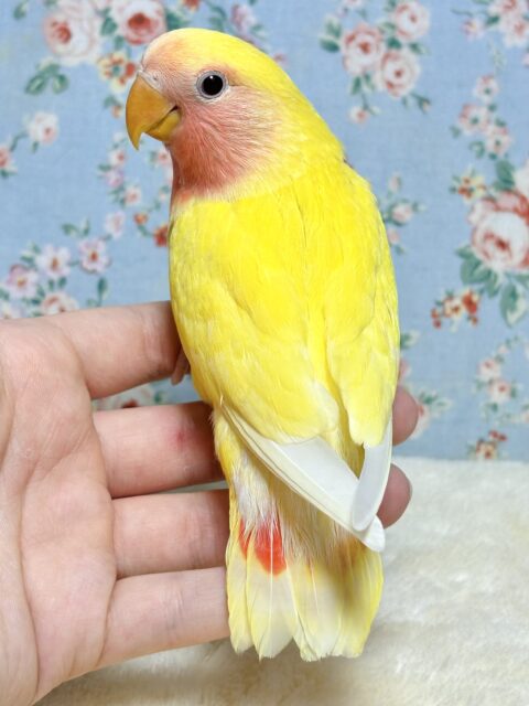 コザクラインコ（小桜インコ）