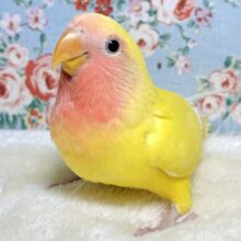 ペット 鳥 販売 人気 神奈川