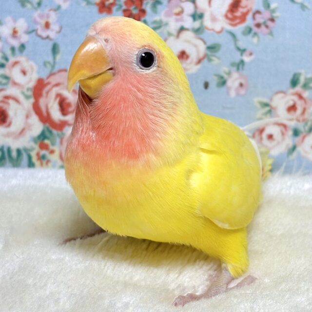 コザクラインコ ルチノー 💛🍎💛