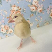最新画像🌟人気な理由がひと目で🧡✨シナモン文鳥のヒナちゃんです🌼