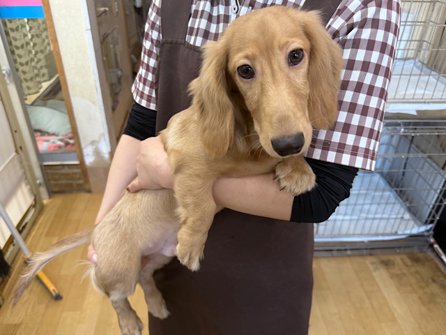 わんぱくboyずっとくっついてくるよ❣️嬉しくてテンションMAXだよ♪ミニチュアダックスフンドの男のコきました〜⭐️