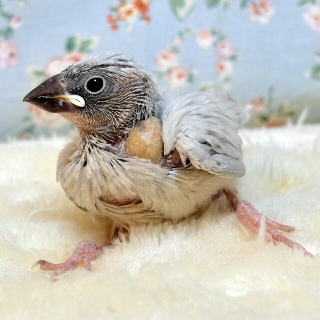 桜文鳥、白文鳥、シナモン文鳥、シルバー文鳥