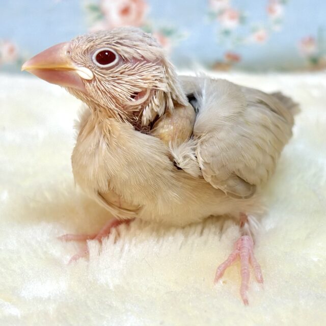 文鳥の解体新書 文鳥好き 文鳥の飼い主 文鳥 桜文鳥 ばれる 文鳥