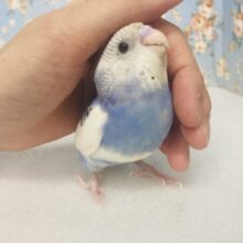 愛おしい💟 わんぱくインコちゃん❤︎*ˊᵕˋ 手乗りセキセイインコ(バイオレットオパーリンパイド)🫧