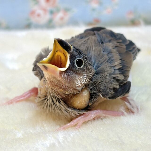 文鳥 image.jpg
