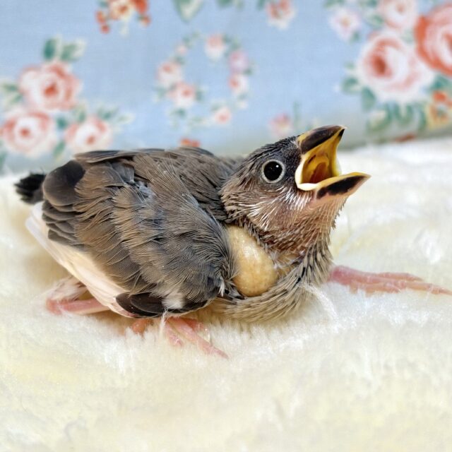 桜文鳥、白文鳥、シナモン文鳥、シルバー文鳥