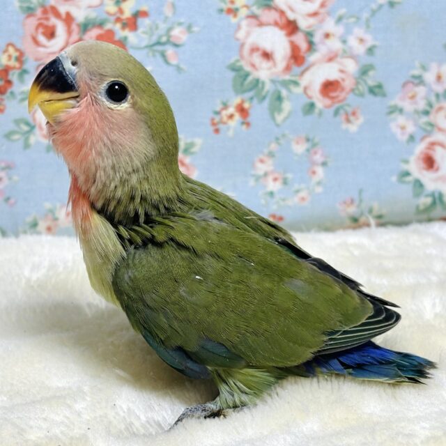 コザクラインコ ノーマル 2羽🌳✈️ 🌊