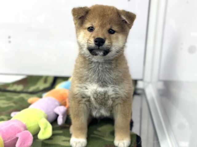 大きくなるかな？✨柴犬くん（赤）2024年9月29日生まれ　男の子