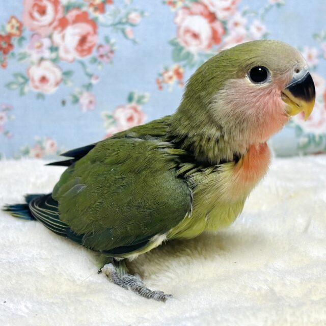 コザクラインコ（小桜インコ）