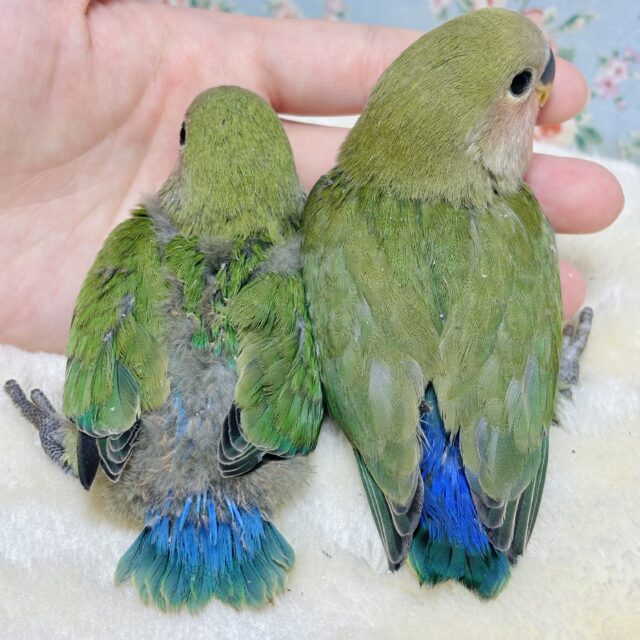 コザクラインコ ノーマル 2羽🌳✈️ 🌊