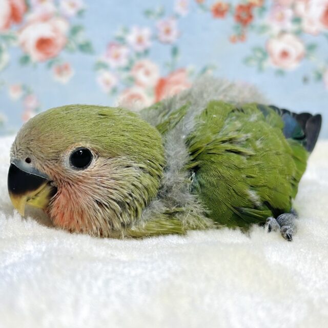 コザクラインコ（小桜インコ）