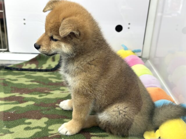 柴犬