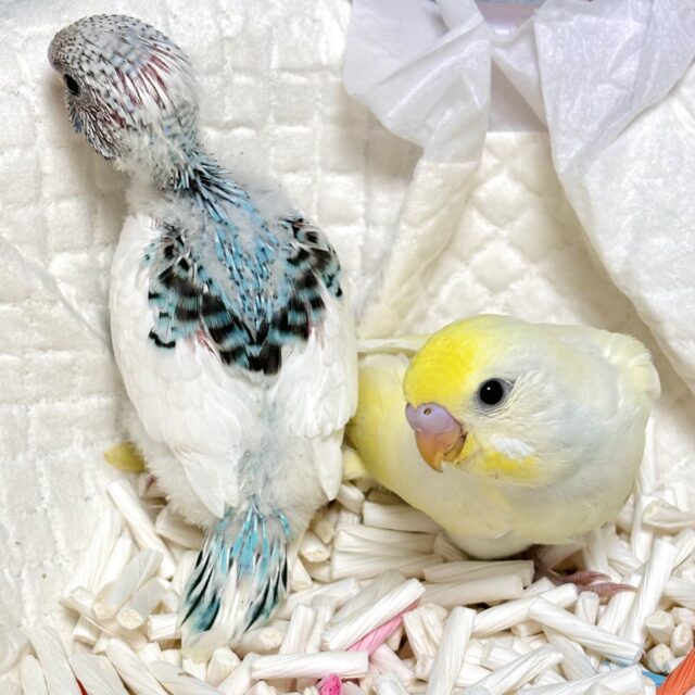 セキセイインコちゃん2羽入舎です🥰🐥💛