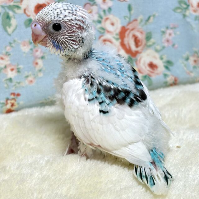 セキセイインコちゃん2羽入舎です🥰🐥💛