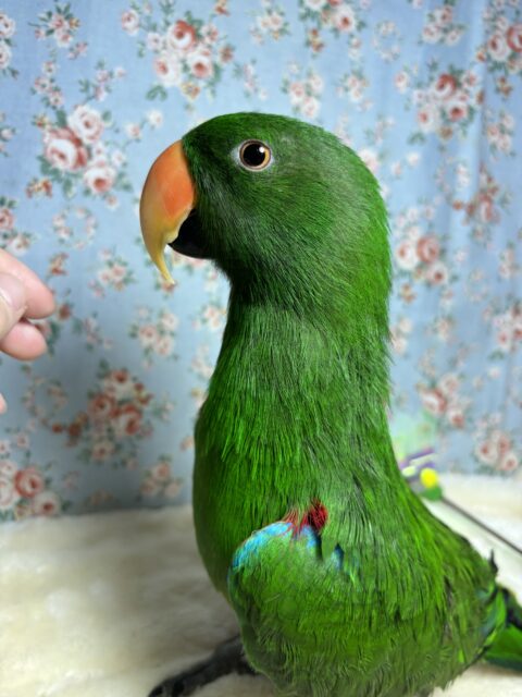 オオハナインコ