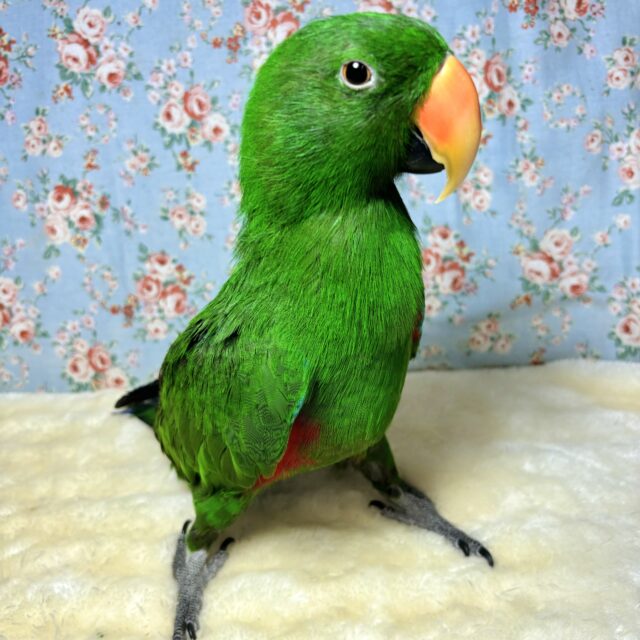 オオハナインコ 男の子 💚🍎🍏