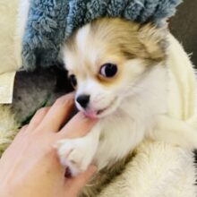最新画像🌟激推しです❤︎⁾⁾ 満を持して…はにゃっとチワワくん登場！
