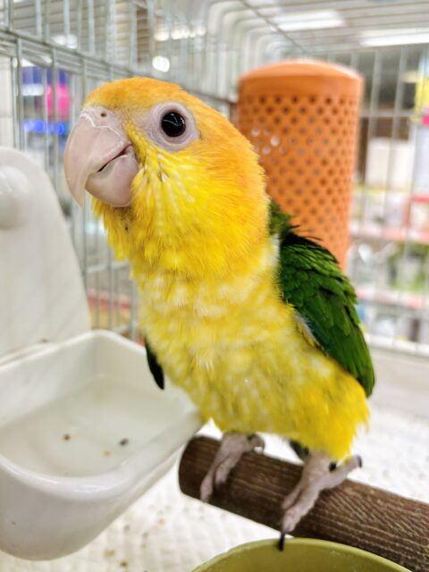 シロハラインコ