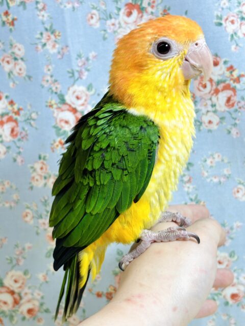 シロハラインコ