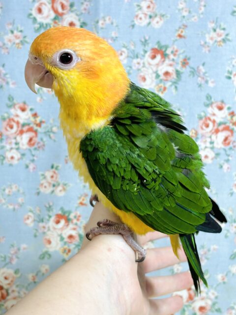 シロハラインコ