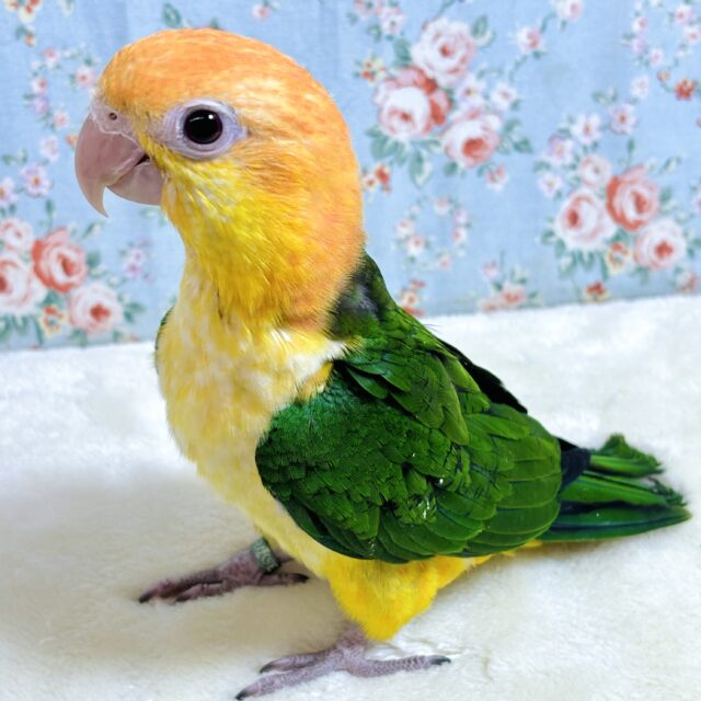 シロハラインコ 男の子 🧡･.｡*･.｡*‎🧡‬