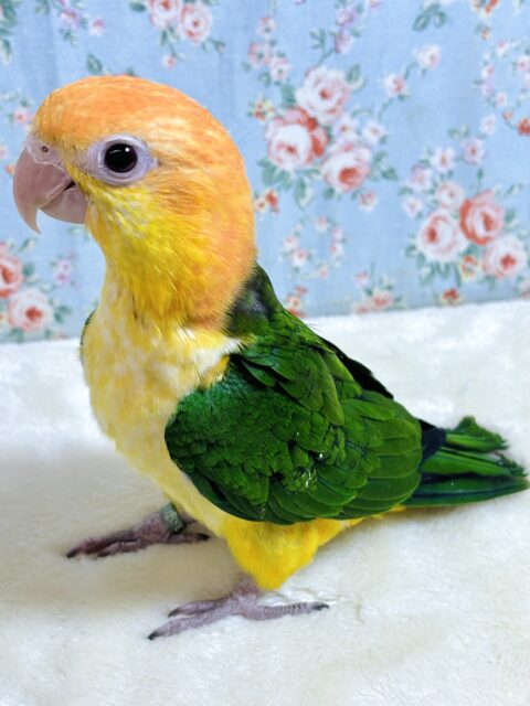 シロハラインコ