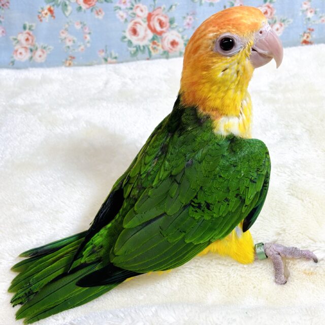 シロハラインコ