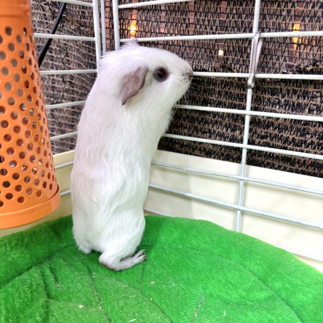 ロシアンモルモット