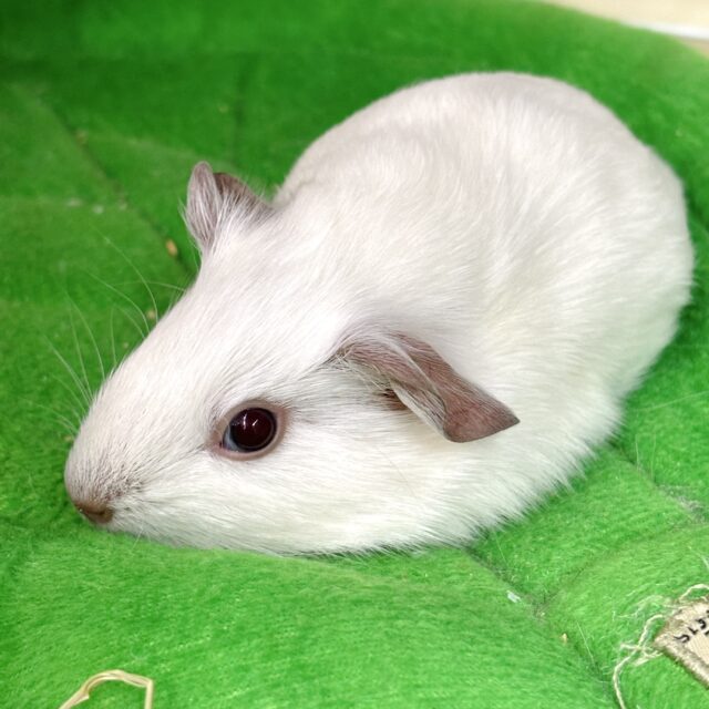 ロシアンモルモット