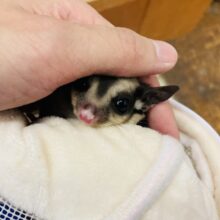 なんてかわいいの~❤︎⁎˃ ˂  お久しぶりの入舎です❢❢フクロモモンガちゃん､女のコ🌟♀