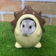 まるで豆大福！パールホワイトハムスター入荷しました！